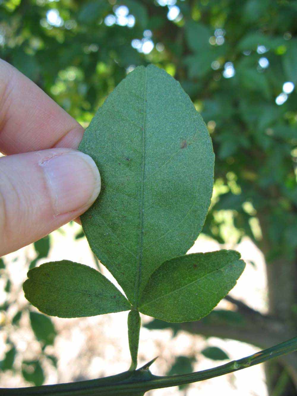              Unifoliolate leaf of  Citrus sinensis    x  Poncirus   trifoliata           (Benton [citrange], Winter Haven,   FL)       
